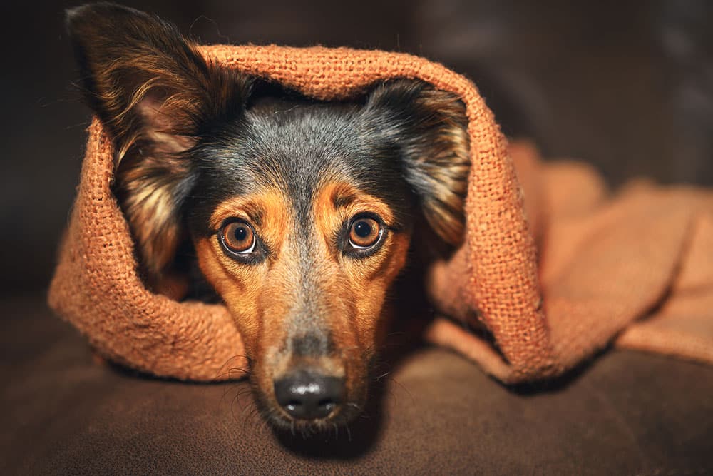 Dog resting in a cozy blanket during recovery at Gateway Veterinary Surgery