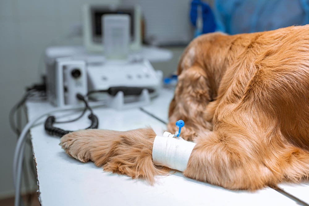 Dog's paw with IV catheter during veterinary hospitalization at Gateway Vet Surgery