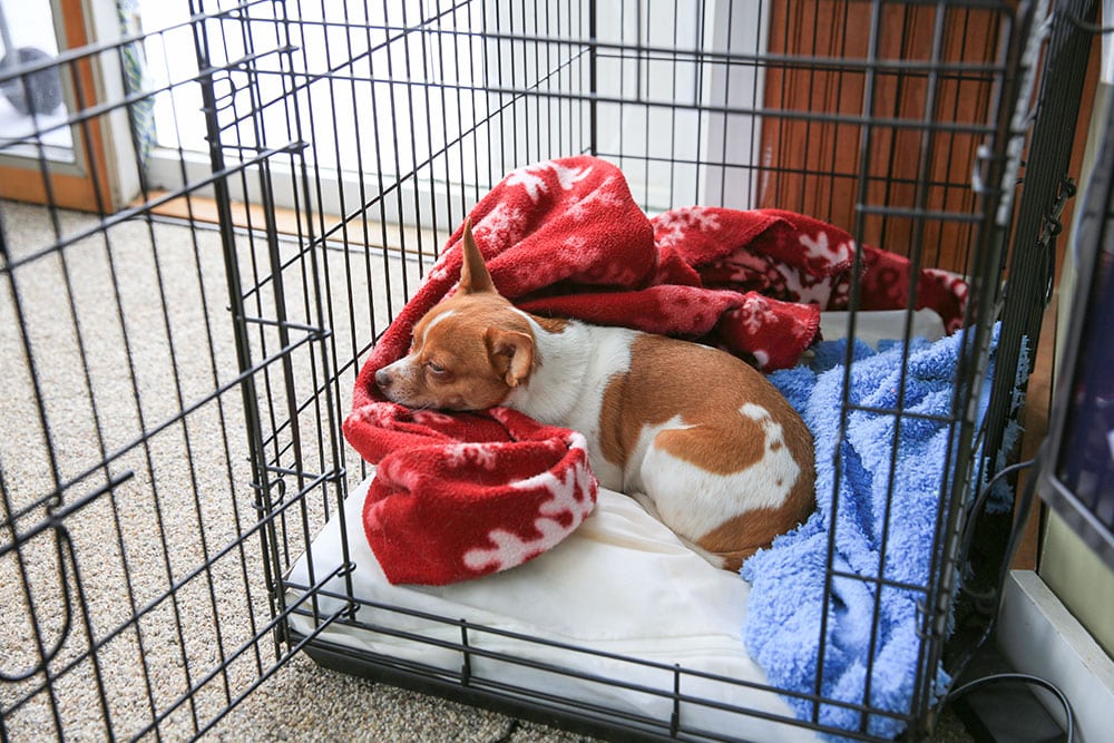 Cozy puppy nap zone at Gateway Veterinary Surgery's boarding and recovery area